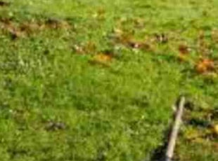 Ashaunah S.'s Leaf Removal service result