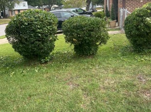 Brenda S.'s Bush Trimming service result