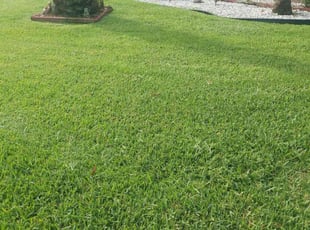 Andrew J.'s turf care service result