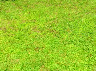 Bob M.'s lawn service service result