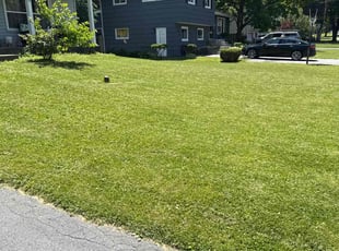 Bryan W.'s lawn maintenance service result