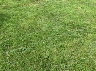 Barbara P.'s lawn service service result