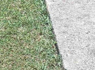 Kerry M.'s Long Grass Cleanup service result