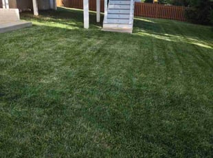 Ann L.'s grass maintenance service result