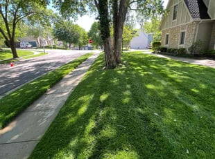 Maria B.'s lawn maintenance service result
