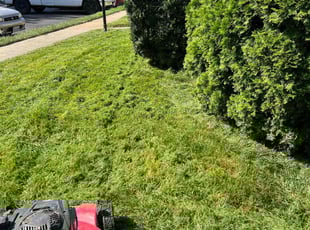 Christina A.'s Bush Trimming service result