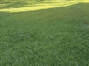 Andrea A.'s turf maintenance service result