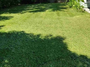 Kathy H.'s grass cutting service result