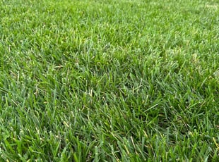 Connie J.'s lawn care services service result