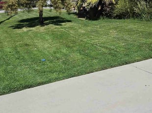 Lawrence O.'s turf maintenance service result