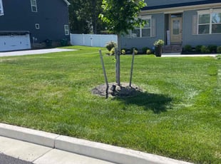 Kathi L.'s turf care service result