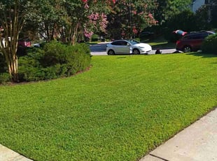 Selene C.'s grass cutting service result