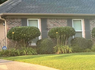Erica J.'s Bush Trimming service result