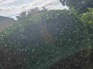 Bryan-Carlton F.'s Bush Trimming service result