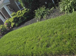 Justin N.'s turf maintenance service result