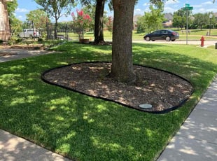 Jeff T.'s turf care service result