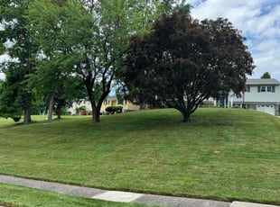 Cheryl C.'s turf maintenance service result