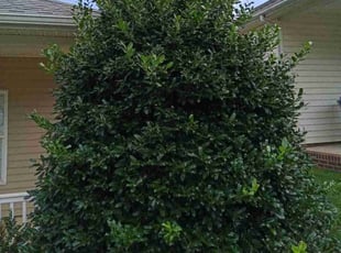 Heidi M.'s Bush Trimming service result