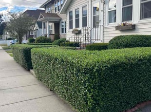 Steve V.'s Bush Trimming service result