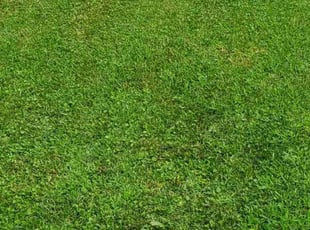 Bobby L.'s yard maintenance service result