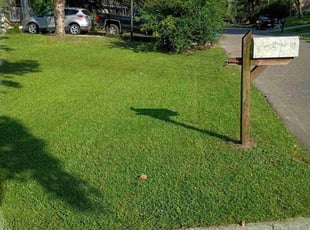 David A.'s turf care service result