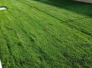 Brandon S.'s turf maintenance service result