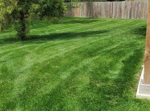 Dominic F.'s lawn service service result