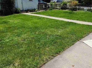 Veronica C.'s lawn care service result