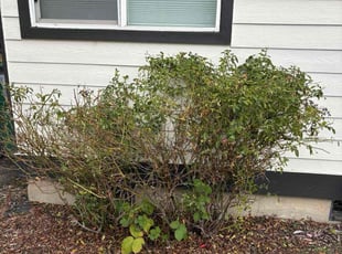 James A.'s Bush Trimming service result