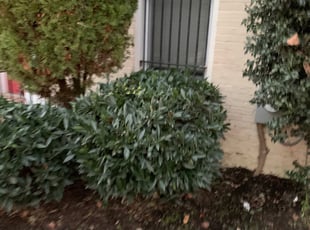 Andrea L.'s Bush Trimming service result