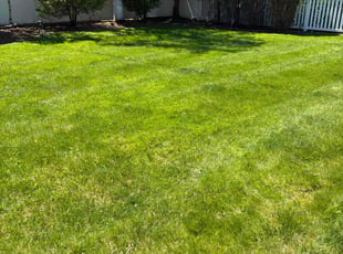 Clarence B.'s grass cutting service result