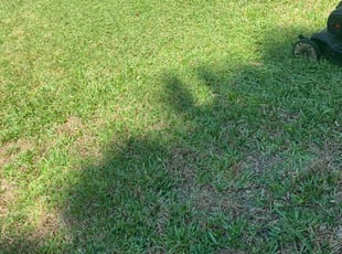 Dave N.'s grass maintenance service result