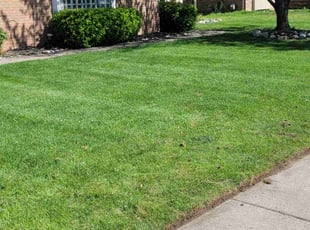 Patrick H.'s grass cutting service result