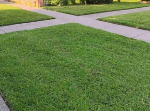 Susan H.'s lawn care service result
