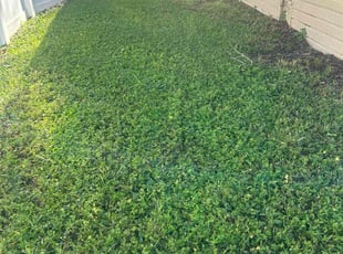 Rodolfo U.'s turf maintenance service result