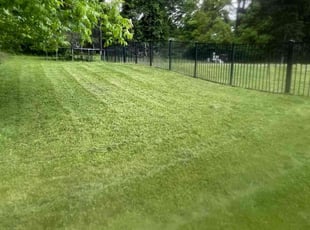 David O.'s lawn service service result