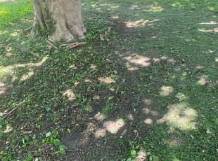 John J.'s Leaf Removal service result