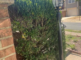 Calvin C.'s Bush Trimming service result