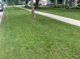 Anthony A.'s turf care service result