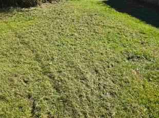Monica P.'s lawn maintenance service result