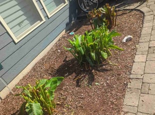 Mike O.'s grass maintenance service result