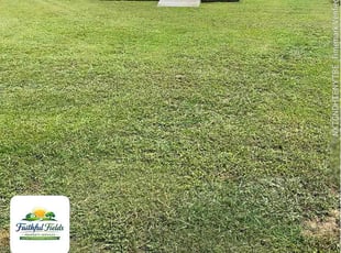Jocie C.'s lawn maintenance service result