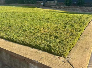 Zelle W.'s grass maintenance service result