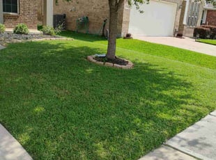 Colleen S.'s turf care service result