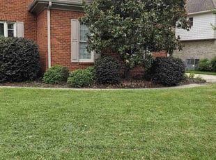 Madeline B.'s Bush Trimming service result