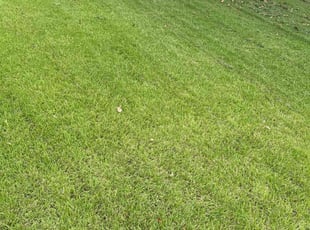 Julie K.'s grass maintenance service result