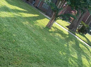 Allison M.'s lawn service service result