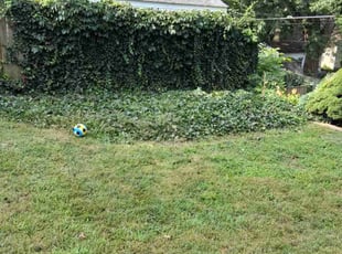 Reuben L.'s Bush Trimming service result