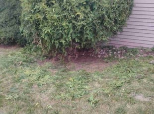 Alan S.'s Bush Trimming service result