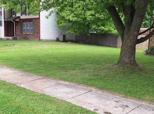 Debbi R.'s grass maintenance service result